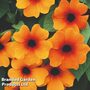 Thunbergia 'Sunny Susy Glow'