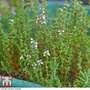 Thyme 'Old English' - Seeds