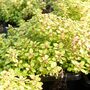 Thymus 'Archer's Gold'