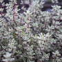 Thyme 'Silver Posie'