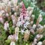Tiarella 'Raspberry Sundae'
