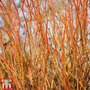 Tilia cordata 'Winter Orange'