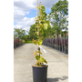 Tilia henryana