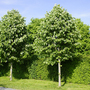 Tilia tomentosa (Mature Tree)