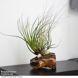 Air Plant on Bog Wood - Gift