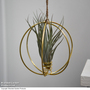 Hanging Air Plant (Tillandsia)