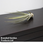 Tillandsia juncea