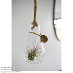 Air Plant (Tillandsia) in a Light Bulb - Gift