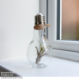 Airplant (Tillandsia) in a light bulb (Medium)