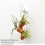 Air plant Mini Pots on Rope