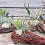 Air Plants (Tillandsia) on Mini Wooden Log - Gift