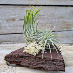 Air Plants (Tillandsia) on Mini Wooden Log - Gift