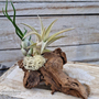 Air Plants (Tillandsia) on Mini Wooden Log