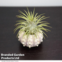 Air Plant (Tillandsia) in Sputnik Sea Urchin