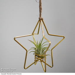 Hanging Air Plant (Tillandsia) - Gift