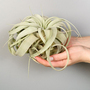 Air plant (Tillandsia) xerographica