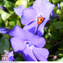 Vinca minor 'Azurea Flore Pleno'