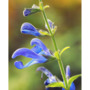 Salvia 'African Sky'