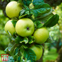 Apple 'Limelight'