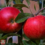 Apple 'Katy'