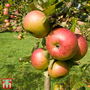 Apple 'Newton Wonder'