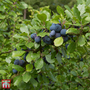 Damson 'Farleigh Damson'