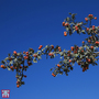 Crataegus orientalis