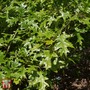 Quercus palustris 'Green Pillar'