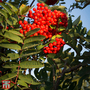 Sorbus aucuparia 'Ember Glow'