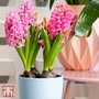 Hyacinth 'Pink Pearl'