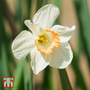 Narcissus 'Passionale'