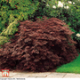 Acer palmatum 'Dissectum'