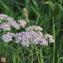 Achillea 'Rainbow Ending Blue'