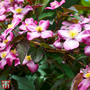 Clematis montana var. rubens 'Tetrarose'