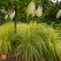 Cortaderia selloana 'Gold Minipampas'