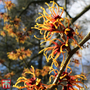 Hamamelis x intermedia 'Orange Beauty'