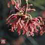 Hamamelis x intermedia 'Ruby Glow'