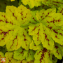 Heucherella 'Solar Power'