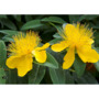 Hypericum calycinum 'Carnival'