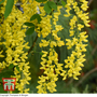 Laburnum x watereri 'Vossii'