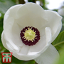 Magnolia sieboldii
