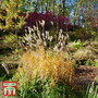 Miscanthus sinensis 'Graziella'