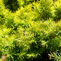 Picea glauca 'Jalako Gold'