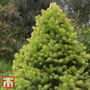 Picea glauca var. albertiana 'J.W. Daisy's White'