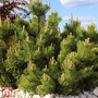 Pinus mugo 'Benjamin'