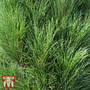 Pinus nigra 'Green Tower'