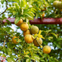 Citrus trifoliata (Citrus Fruit)