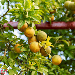 Citrus trifoliata (Citrus Fruit)