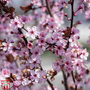 Prunus cerasifera 'Nigra'