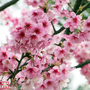 Prunus nipponica var. kurilensis 'Ruby'